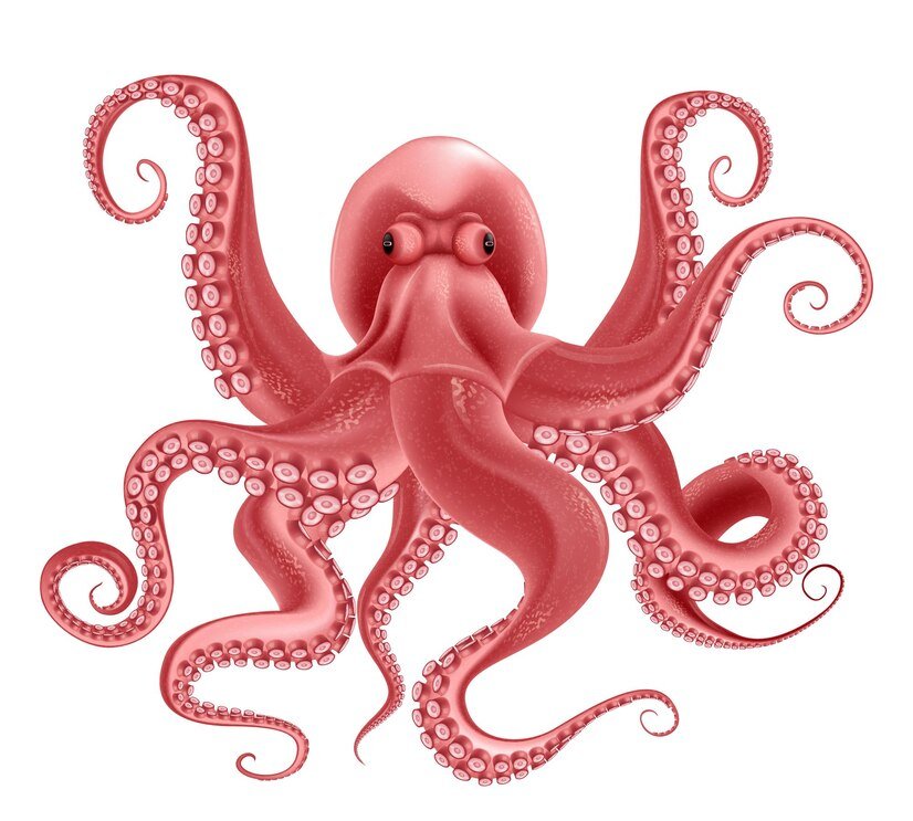 octopus